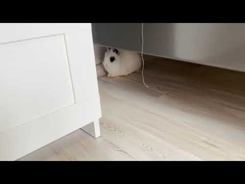 Polina plays with rabbit